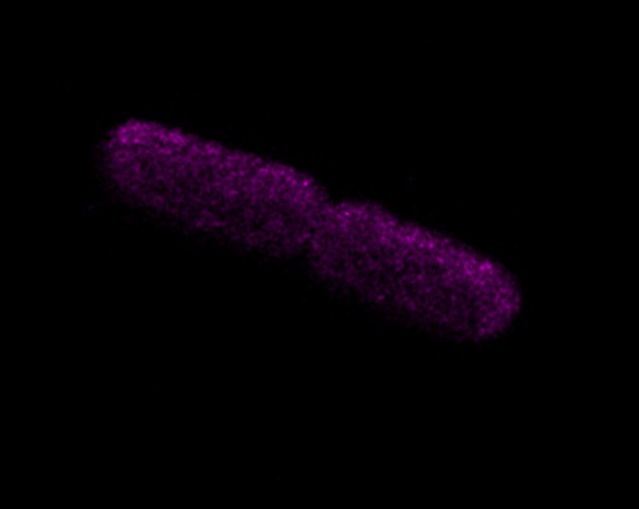 Intracellular labelling of E. coli