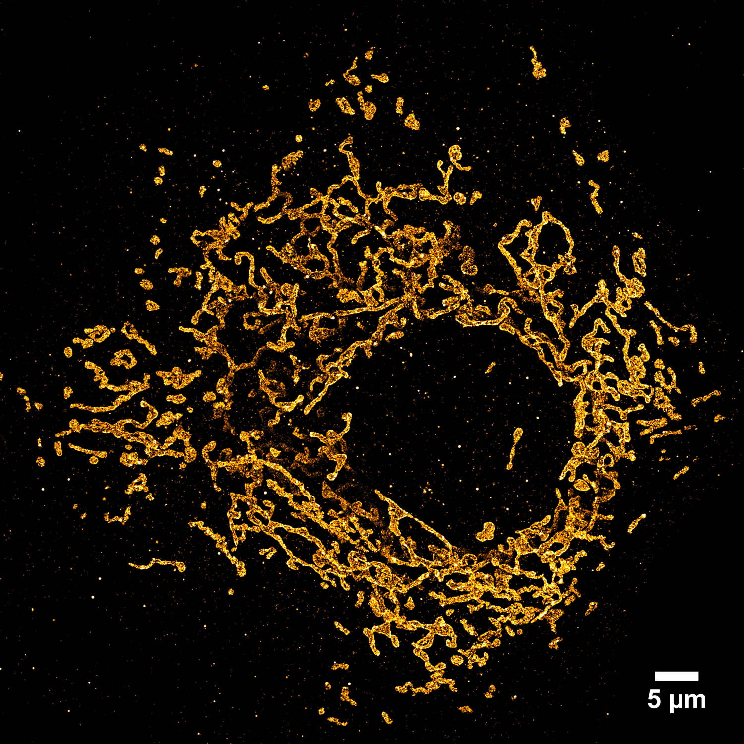 Mitochondria in COS7 Cells