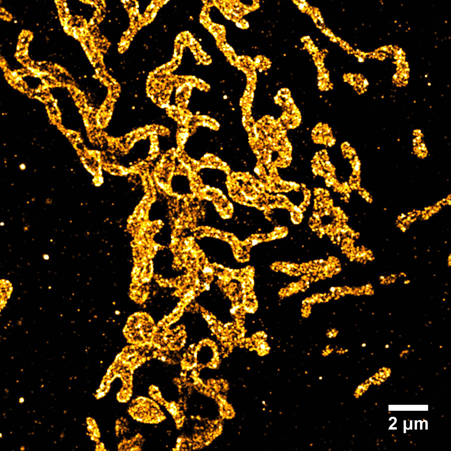 Mitochondria in COS7 Cells