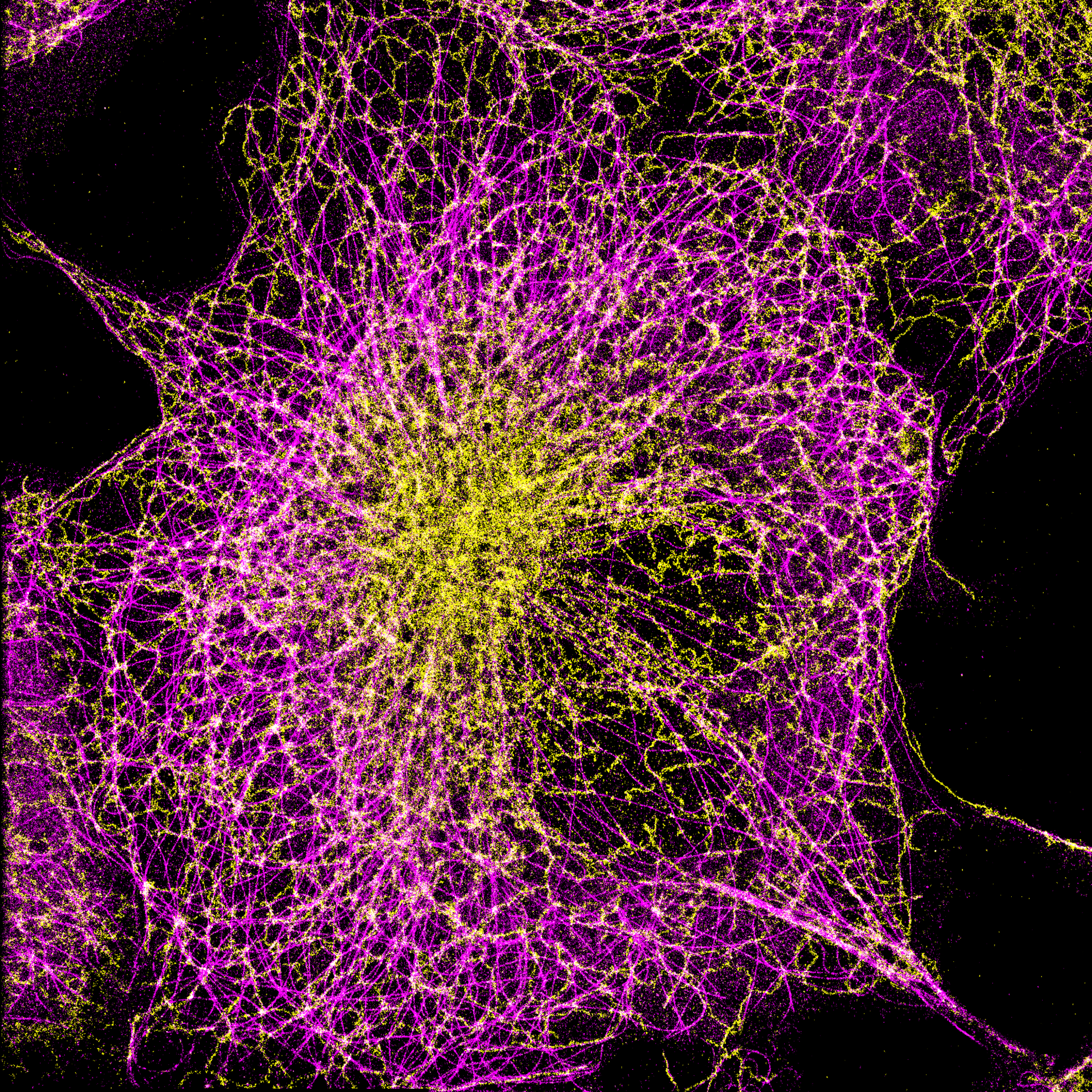 Endoplasmic reticulum - Tubulin in COS7 Cells